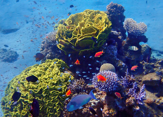 Exotic fish inhabiting coral reefs at the Red Sea, Middle East. Concept of untouched ecosystems by human activities and nature biodiversity