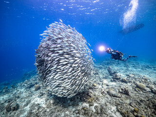 Wall Mural - Bait ball, school of fish in turquoise water of coral reef in Caribbean Sea, Curacao