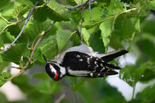 A Male Downy Woodpecker (Dryobates Pubescens) Hangs Upside Down While Gathering Food To Take Back To The Nest For Its Young.