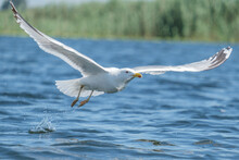Pescarus Pontic - Caspian Gull - Larus Cachinnans