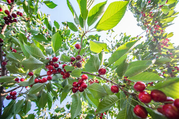 clusters of ripe red cherries hanging on a cherry tree branch with green leaves and blurred background. kind of fruit. Summer season. Eco food. Sunbeams. place for text. background.