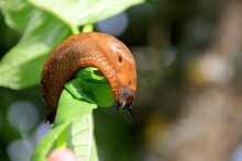 Big Brown Spanish Slug (arion Vulgaris) On A Grass , Close-up. Invasive Animal Species. Big Slimy Brown Snail Slugs Crawling In The Summer Garden