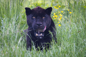 Wall Mural - a black jaguar is resting in the jungle