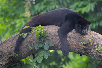 Wall Mural - A black Jaguar is resting in the jungle