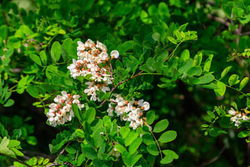 Canvas Print - White acacia flowers closeup (Robinia pseudoacacia). Acacia tree bloom