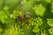 Selective focus shot of a wasp on a flowering plant