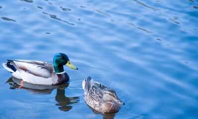 duck and drake on the water