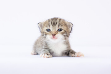 Wall Mural - Newborn kitten on white background