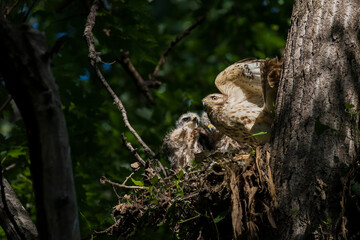 red shouldered hawk babies at nest