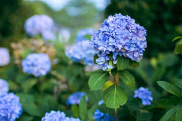 flowers in the garden