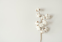 Cotton Branch With Fiber Cocoons On White Background