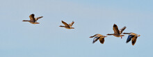 Adult Grey Geese (Anser Anser) Fly Together And Follow Their Leader In A Row