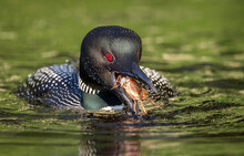 Common Loon In Maine