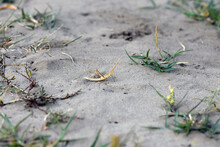Toothpick Grasshopper Or Achurum Carinatum On Sand