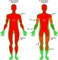 Poster - body core and peripheral temperatures at warm and cold ambient temperatures