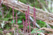 Coralroot in forest in Alaska