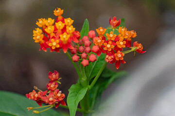 Lindas Flores en bosque de El Salvador