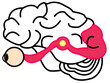 illustration of visual cortex brain