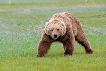 Wall Mural - alaska peninsula brown bear or coastal brown bear