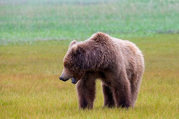 Wall Mural - alaska peninsula brown bear or coastal brown bear