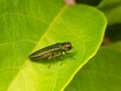 © moneycue_canada - Emerald Ash Borer / Agrilus Planiplennis Close-up
