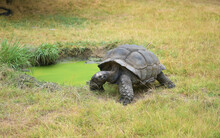 Giant African Tortoise Near Green Pond
