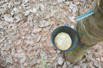 Wall Mural - The rubber tree was cut to allow the rubber to flow into the cup.