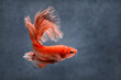 © Hadrani - Bettas Siamese Fighting Fish
