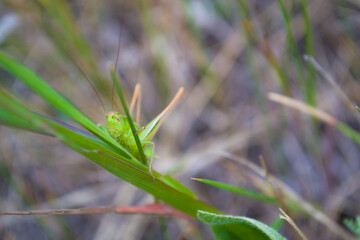 The green grasshopper in the grass in the forest summer in sunlight. Beautiful views of the grasshopper