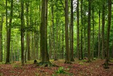 Fototapeta Fototapety na ścianę - Widok na las zazieleniony wiosną. Drzewa iglaste i liściaste, ścieżki i przecinki, wycięte drzewo