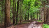 Fototapeta Na ścianę - Widok na las zazieleniony wiosną. Drzewa iglaste i liściaste, ścieżki i przecinki, wycięte drzewo