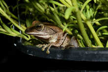 Common Tree Frog Or Golden Tree Frog (Polypedates Leucomystax) Hanging On A Plant Stem....