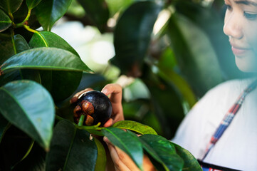 Wall Mural - Farmer holding mangosteen. Mangosteen fruit in woman's hand. Close up. Thai fruit.