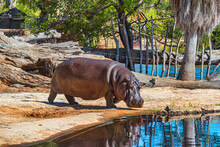 Hippo At The Werribee Open Range Zoo Melbourne