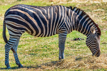 Zebra At The Werribee Open Range Zoo Melbourne