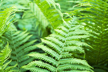 Ferns Leaves Green Foliage Natural Floral Fern Background. Close Up Of A Green Fern Leaf.