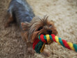 Yorkshire Terrier dog plays with a bright toy braided rope at home on the carpet.