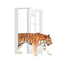 Tiger Enters In Open Door. Opportunities, Nature And Ecology Concepts