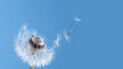 Wall Mural - Macro nature. dandelion at sky background. Freedom to Wish. Dandelion silhouette fluffy flower. Seed macro closeup. Soft focus. Goodbye Summer. Hope and dreaming concept. Fragility. Springtime.