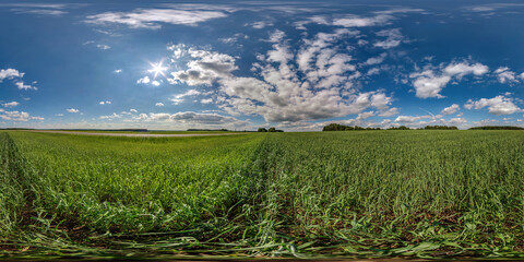 Wall Mural - full seamless spherical hdri panorama 360 degrees angle view among green farming fields in summer da