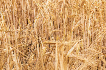 Summer wheat field. Spikelets are yellow-golden. And along the field there is a road