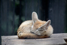 Portrait Of Cute Fennec Fox Sleeping