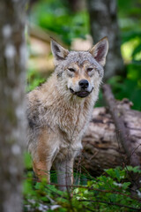  Wolf portrait in summer forest. Wildlife scene from nature
