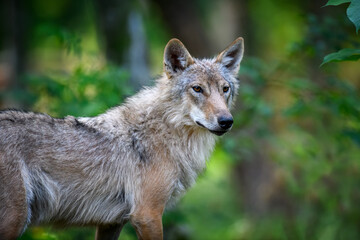 Sticker - Wolf portrait in summer forest. Wildlife scene from nature