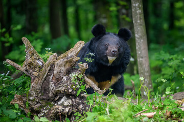 Wall Mural - asiatic black bear (ursus thibetanus) in summer forest. wildlife scene from nature
