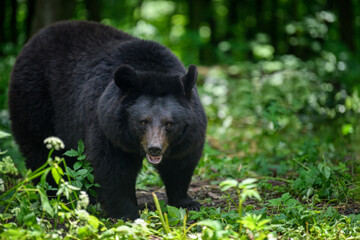 Wall Mural - asiatic black bear (ursus thibetanus) in summer forest. wildlife scene from nature