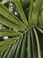 Closeup of green exotic tropical palm leaf. Nature background