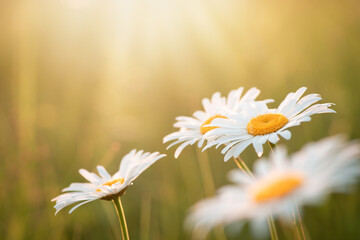 Sticker - Tender beautiful chamomiles under the sun in the field. Daisy wheel flowers, close up, copy space, mock up.