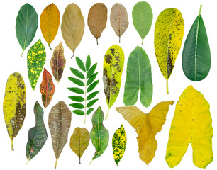 Wall Mural - Fresh leaves on white background.