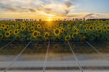 Wall Mural - solar panels in the sunflower field and a beautiful sunset